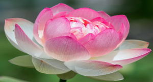 出張お祓いのご案内